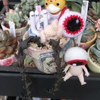 セダム,胡蝶蘭,コケサンゴ,バオバブの種,セロベキア　ボッセリの画像