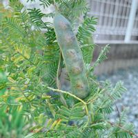 ミモザの画像