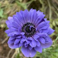 アネモネ,きれいだな,牡丹一華（ボタンイチゲ）,小さな庭の画像