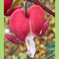 サクランボ,タイツリソウ,山野草,花のある暮らし,お花大好き♡の画像