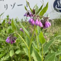 コンフリーの画像