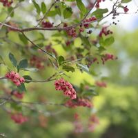 シャクナゲ,ツツジ,サラサドウダン,紅サラサドウダン,山野草の画像
