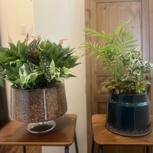 寄せ植え,観葉植物,リメイク,今日の一枚,花のある暮らしの画像