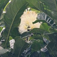 サガリバナの画像