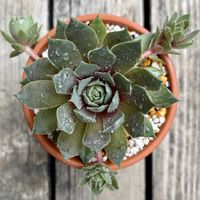 ノボタン,C・ウィリアム,多肉植物,鉢植え,植え替えの画像