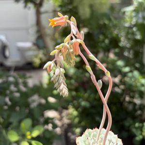 ホワイトミニマ,多肉植物,子株,鉢植え,植え替えの画像