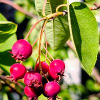 ジューンベリー,ウスネオイデス,樹木,季節の花,花のある暮らしの画像