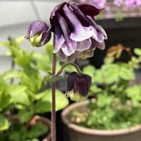 西洋オダマキ,西洋オダマキ,西洋オダマキ・ボルドーバロー,鉢植え,iPhone撮影の画像