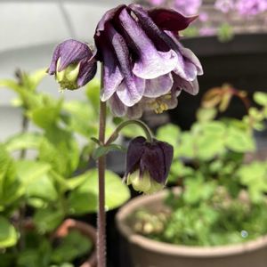 西洋オダマキ,西洋オダマキ,西洋オダマキ・ボルドーバロー,鉢植え,iPhone撮影の画像
