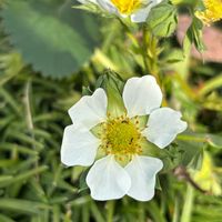 イチゴ,ムスカリ,小さな庭の画像