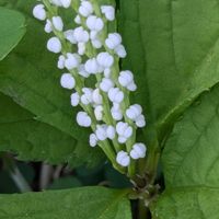 アザミ,フタリシズカ,小さな幸せ,お出かけ先♡,可愛いお花♪の画像