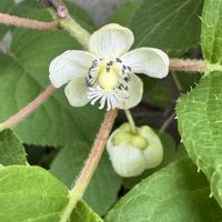 サルナシ,今日の１枚,花のあるくらし,初めましてのお花さん,お出かけ先の画像