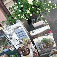 ミニバラ・グリーンアイス,多肉植物,手作りの庭,多肉のある暮らし,手作り雑貨の画像