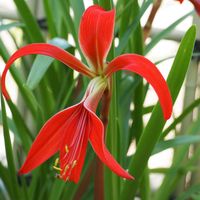 ビックリグミ,ツバメスイセン,ヒガンバナ科,あっ火曜日,真っ赤な火曜日の画像
