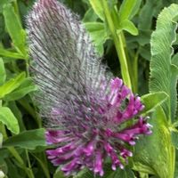 タイリンレッドクローバー,野草,ハーブティー,筑波実験植物園,赤紫の花の画像