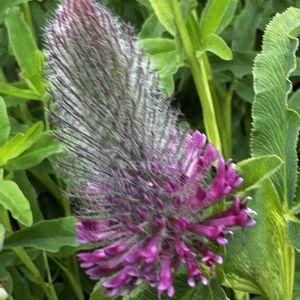 タイリンレッドクローバー,野草,ハーブティー,筑波実験植物園,赤紫の花の画像
