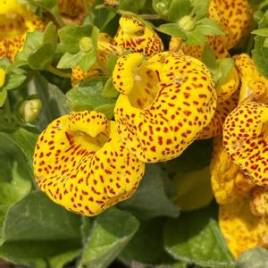 手作り,アオイ科,ナデシコ科,素敵な花壇,大島小松川公園の画像