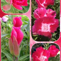 ゴデチア,種から,花のある暮らし,心に笑顔の花を,真っ赤な火曜日の画像