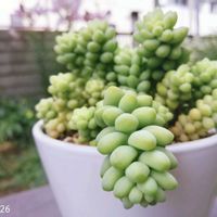 アマリリス,ビアホップ ,スカシユリ,多肉植物,花のある暮らしの画像