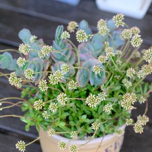 多肉植物,ベランダガーデニング,多肉植物のある暮らし,癒し…♡,可愛い❤の画像