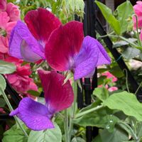 スイートピー,ガーデニング,好きな色,花のある暮らし,小さな庭の画像