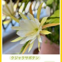 クジャクサボテン,チェッカーベリー,バラと夢CLUB,ベランダの画像