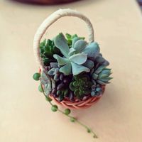 多肉植物,ちまちま寄せの画像