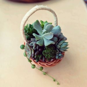 多肉植物,ちまちま寄せの画像