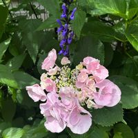 セージ,紫陽花 アジサイ あじさい,花のある暮らし,サルビア・セージ,庭の画像