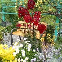 手作り,庭の花,庭作り,家庭菜園,庭の画像