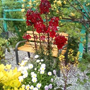 手作り,庭の花,庭作り,家庭菜園,庭の画像