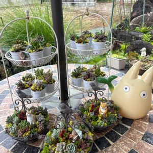 寄せ植え,多肉植物,葉挿し,雑貨,多肉棚の画像