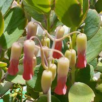 胡蝶の舞,多肉植物,おうち園芸,つぼみに魅せられて,乙女色クラブの画像