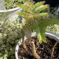 エバーフレッシュ,プミラ,フィカス・アルテシマ,観葉植物,グリーンの画像