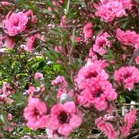 ギョリュウバイの画像