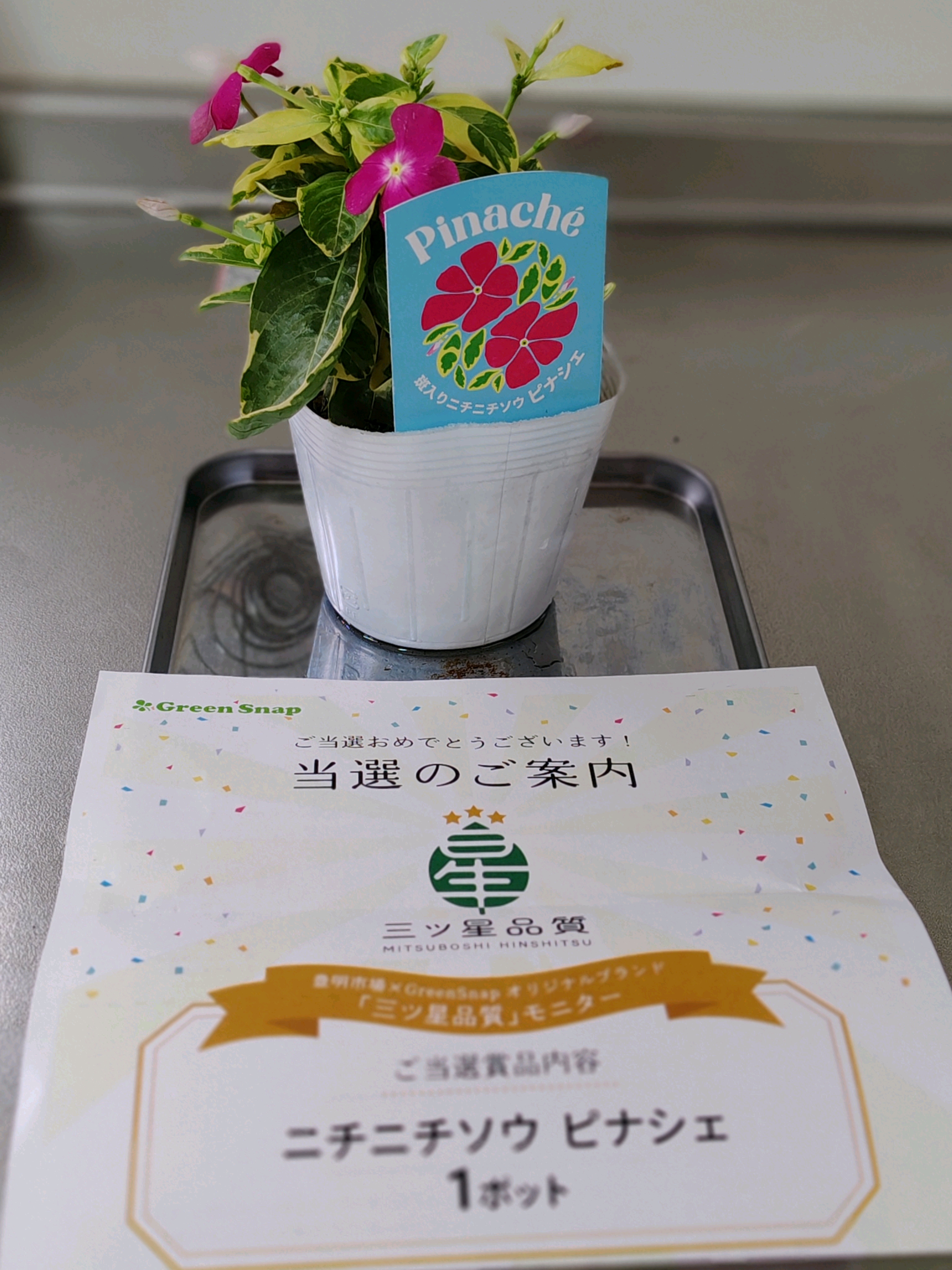 タナパッキン　ニチカン　確認用　野菜　花に ニチニチソウピナシェ｜🍀GreenSnap（グリーンスナップ）