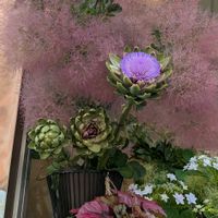 アーティチョーク,スモークツリー,スモークツリー　グレース,植物のある暮らし,botanical lifeの画像