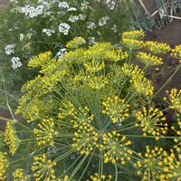 パクチー,デイル,家庭菜園の画像