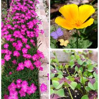 ナデシコ,ハナビシソウ,ハッピークローバー,水没林,小さな花壇の画像