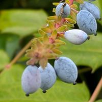 ヒイラギナンテン,季節を楽しむ,有毒植物,園芸植物,チーム岐阜の画像