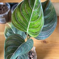 アグラオネマ,アグラオネマ,サトイモ科,観葉植物,ハイドロカルチャーの画像