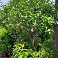 キンカン,キンカン,庭の画像