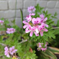 ローズゼラニウム,綺麗〜❤️,玄関前,可愛い❤,ピンク大好きの画像