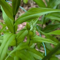 アマリリス,グロリオサ,グロリオサ,ガクアジサイ,木瓜(ぼけ)の画像