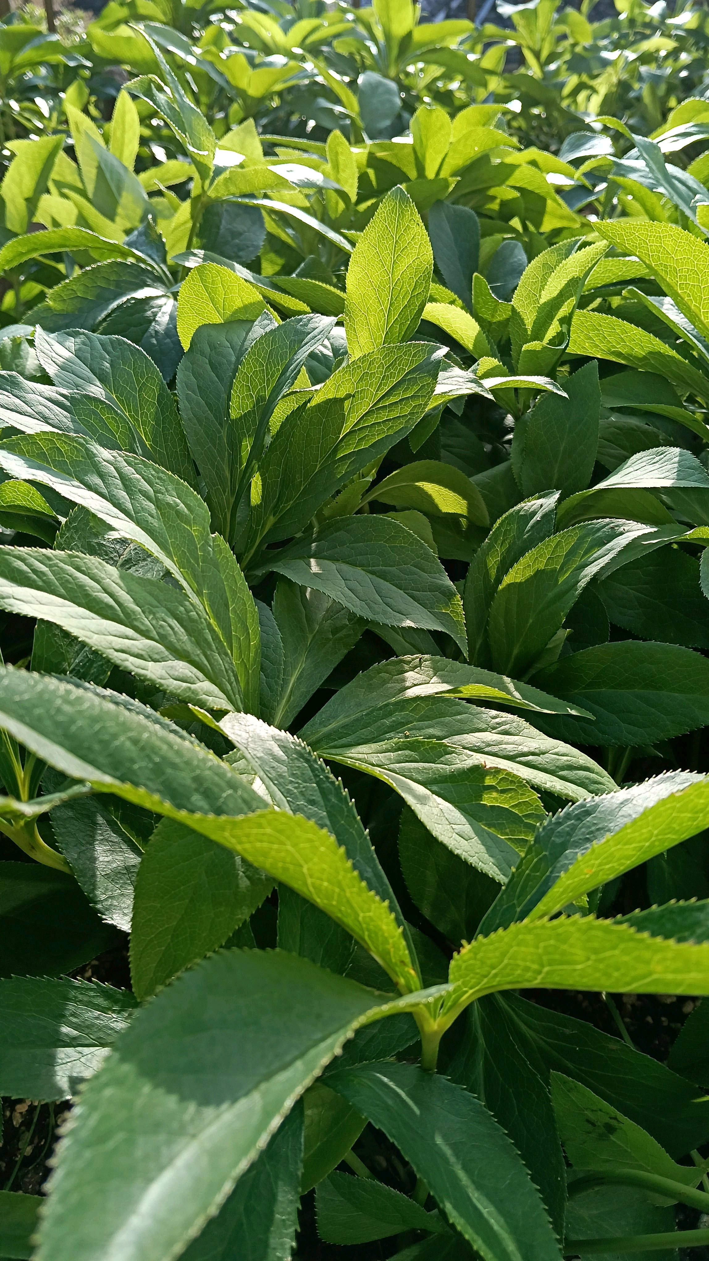 2026 父から引き継いだクリスマスローズ 17｜🍀GreenSnap（グリーン