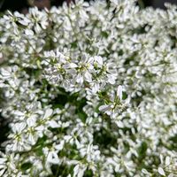 ケイトウ,オリヅルラン,ユーフォルビアダイアモンドスノー,寄せ植え,こぼれ種の画像