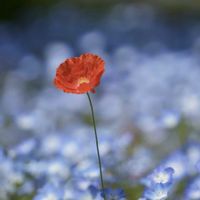 チューリップ,ポピー,菜の花,五月晴れ,+安曇野の画像