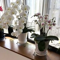 アマリリス,カラテア マコヤナ,胡蝶蘭（こちょうらん）,わが家のミニ胡蝶蘭,わが家のミニ胡蝶蘭の画像