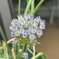 カラー,カラー,スイートピー,スイートピー,アリウム ザーミンの画像