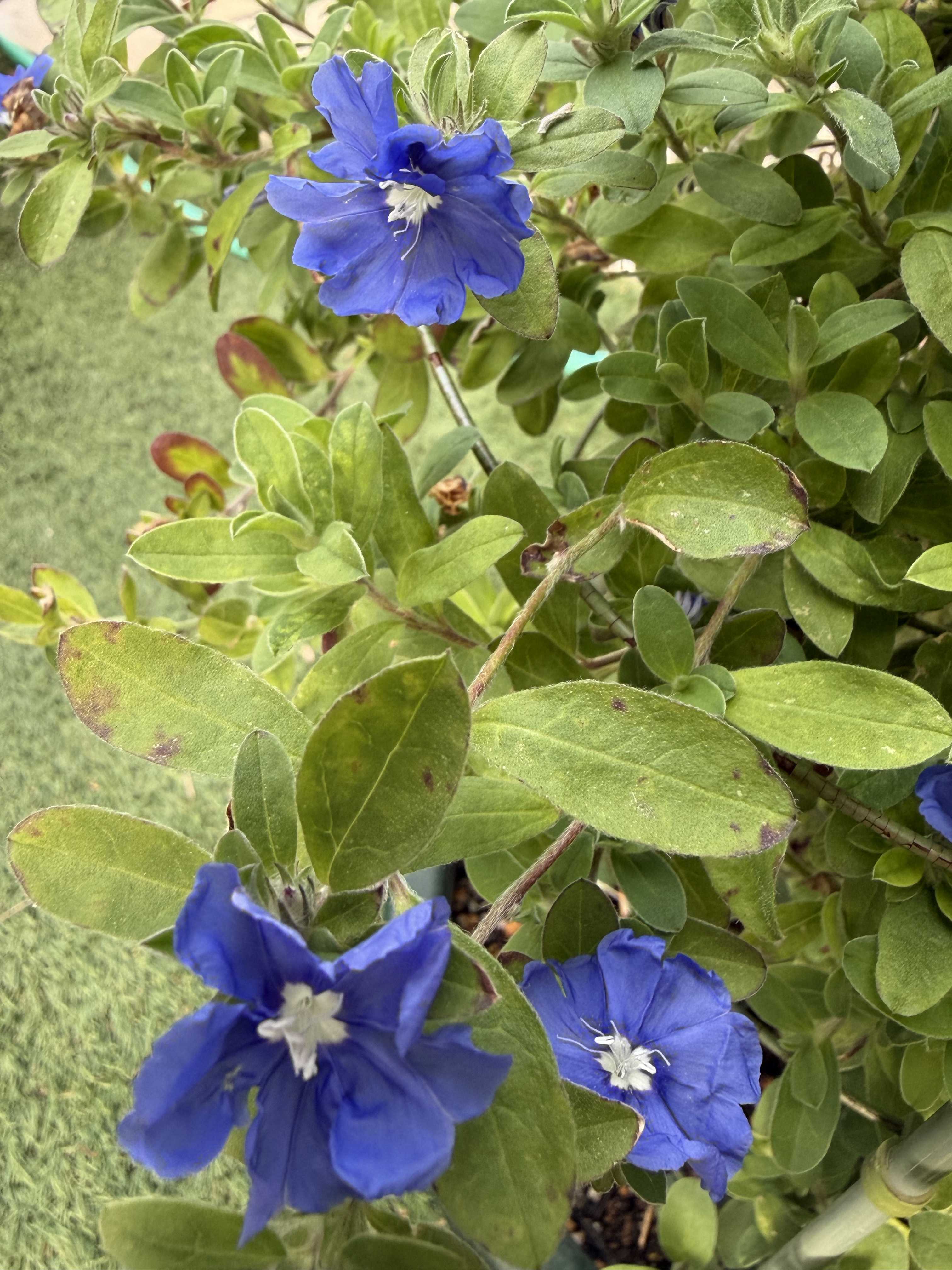 🍀GreenSnap（グリーンスナップ）- 植物・お花好きが集まるコミュニティ